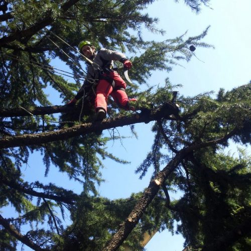 tree-climbing-1